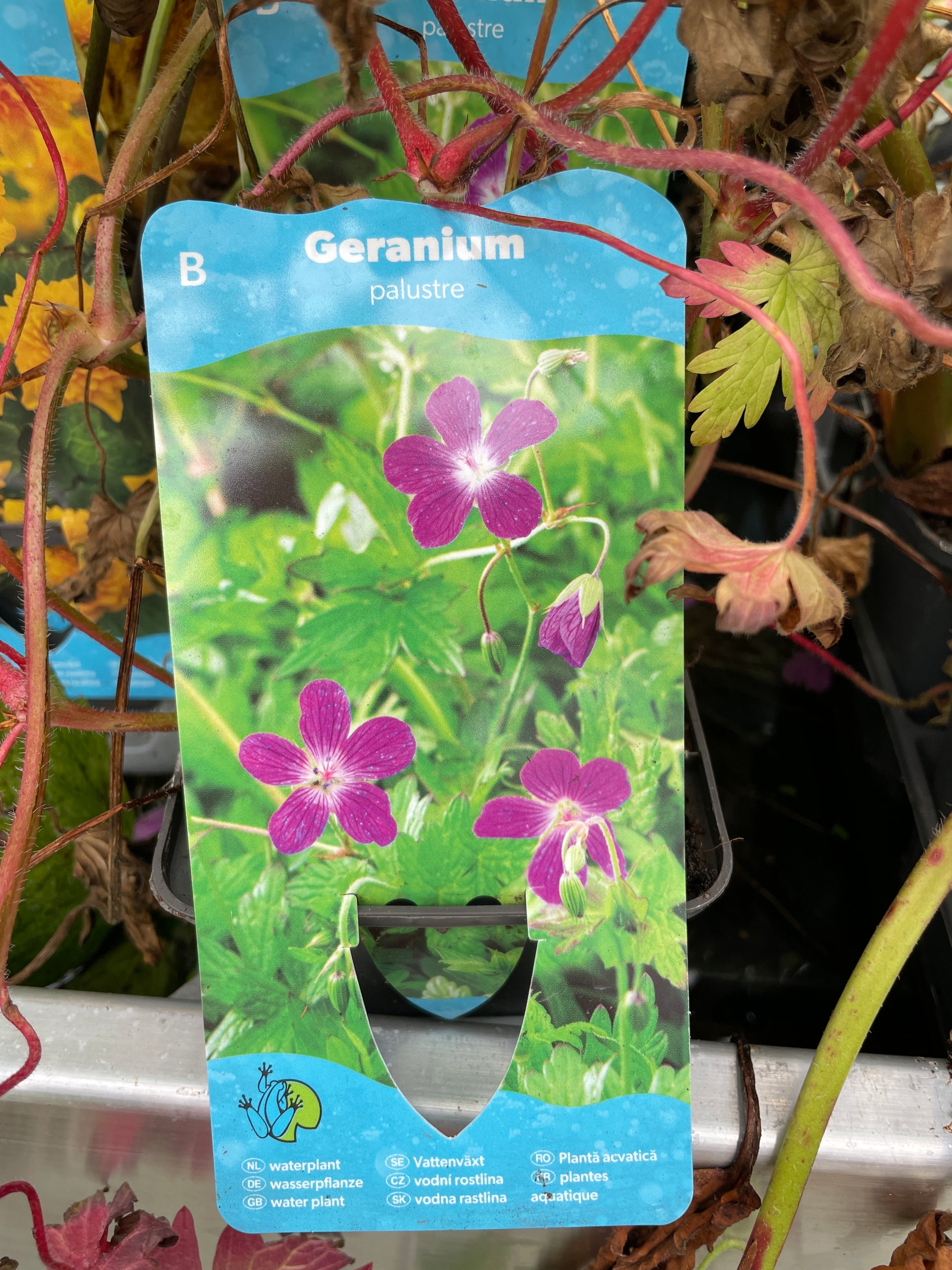 Bilde av Geranium palustre-Spanne Plantesalg