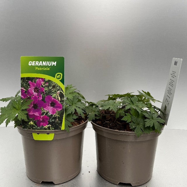 Bilde av GERANIUM PATRICIA-Spanne Plantesalg