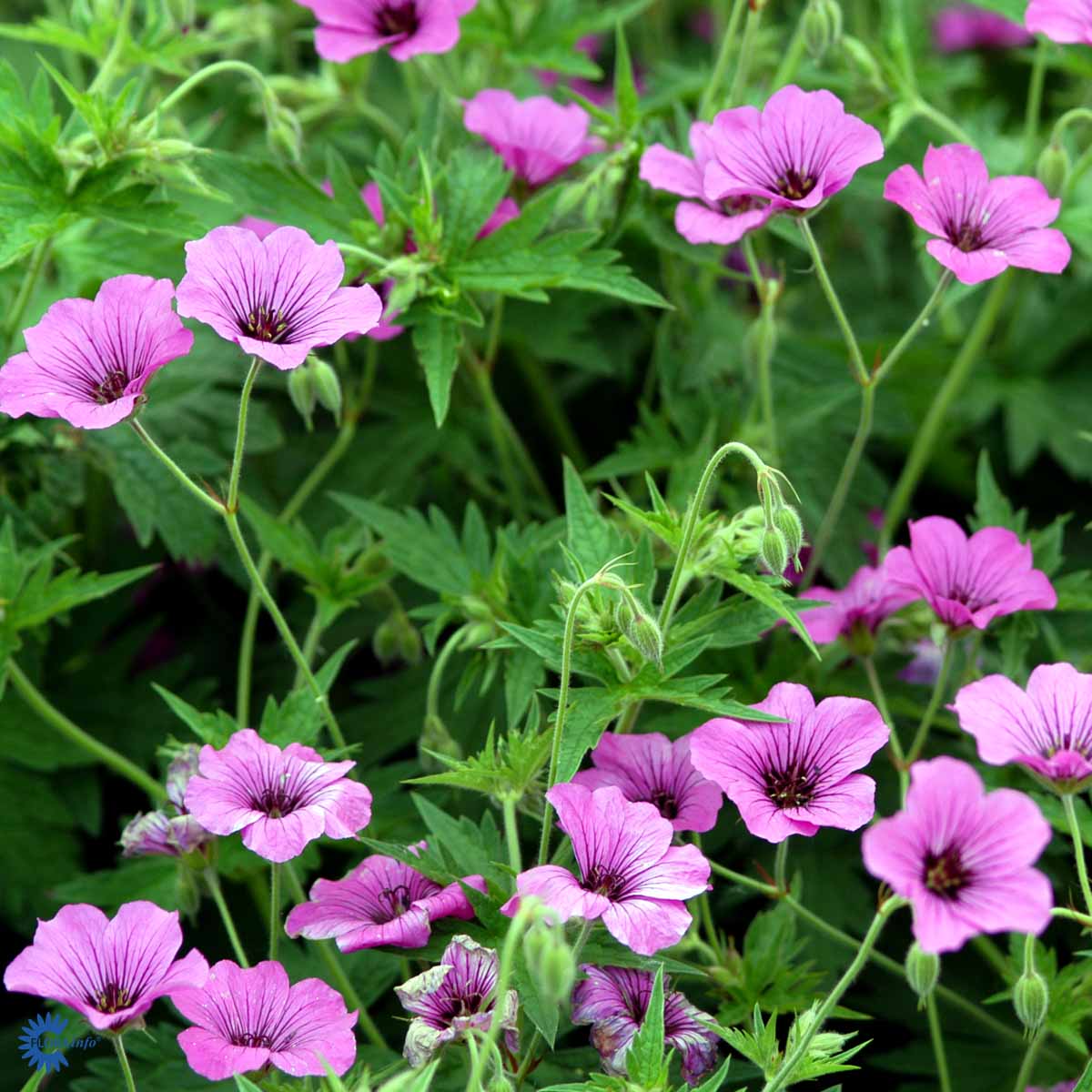Bilde av Geranium Patricia-Spanne Plantesalg