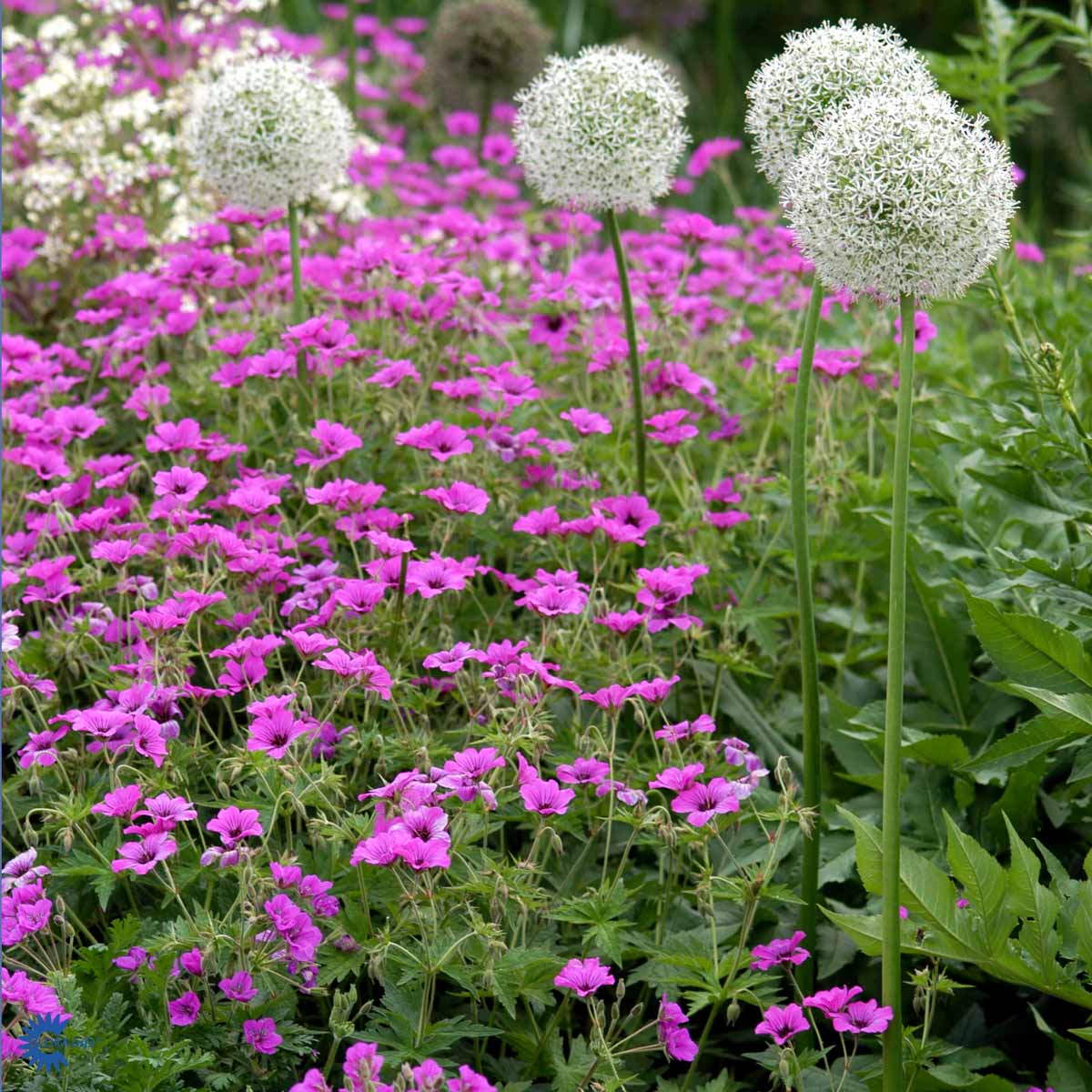 Bilde av Geranium Patricia-Spanne Plantesalg