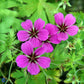 Bilde av Geranium Patricia-Spanne Plantesalg