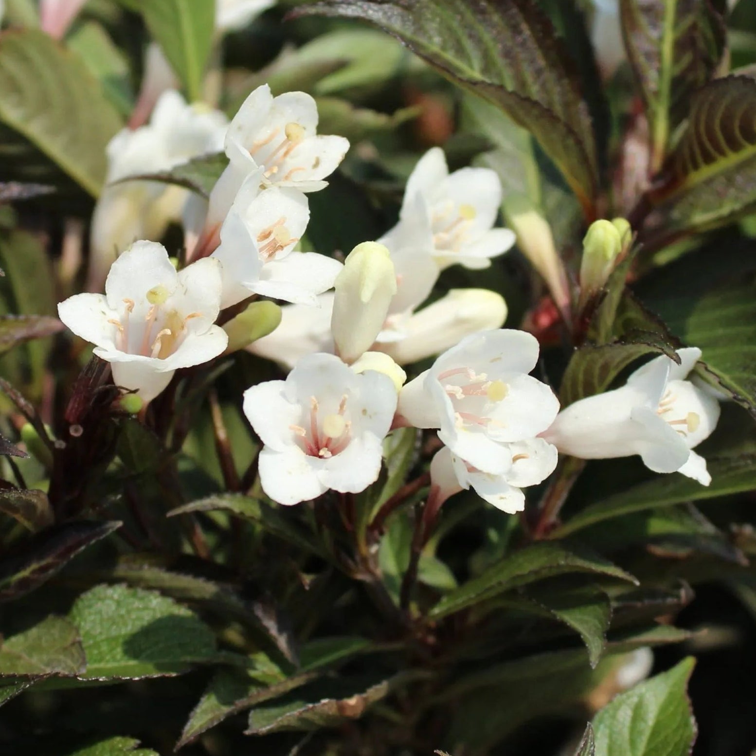 Bilde av Weigela 'Black and White'-Spanne Plantesalg