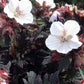 Bilde av Geranium Pratense Black And White-Spanne Plantesalg