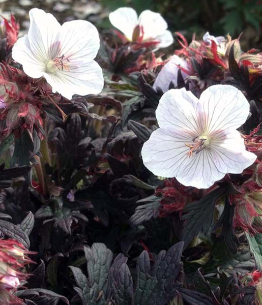 Bilde av Geranium Pratense Black And White-Spanne Plantesalg