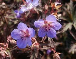 Bilde av GERANIUM PRATENSE HOCUS PCUS-Spanne Plantesalg