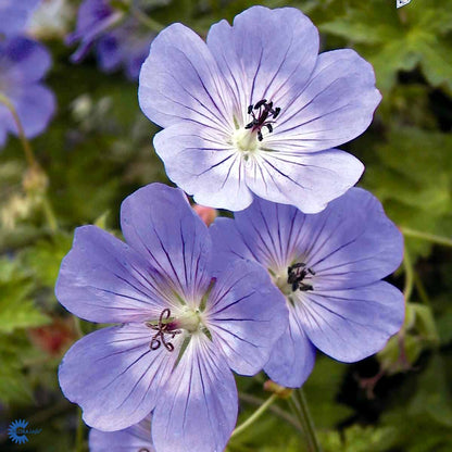 Bilde av Geranium 'Rozanne'-Spanne Plantesalg