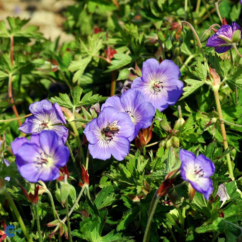 Bilde av Geranium 'Rozanne'-Spanne Plantesalg