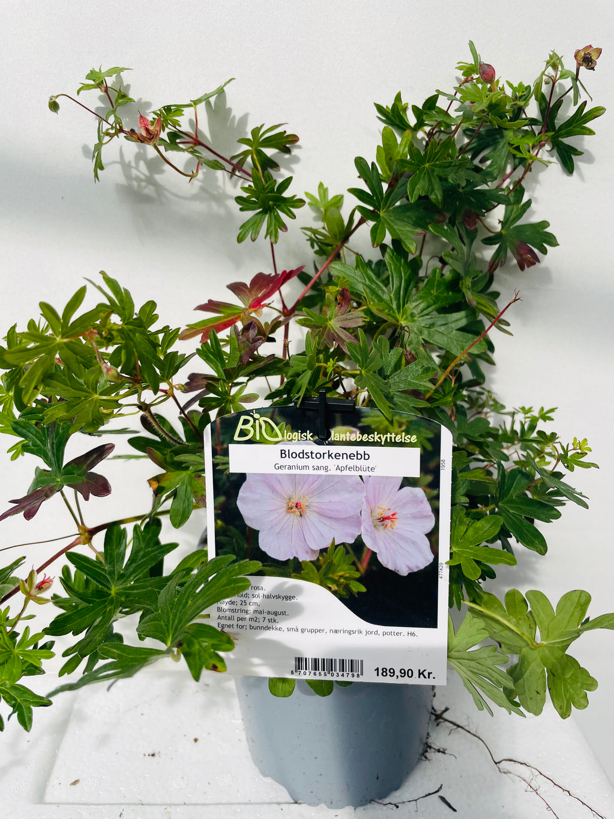Bilde av GERANIUM SANGUINEUM 'Apfelblüte'-Spanne Plantesalg