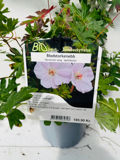 Bilde av GERANIUM SANGUINEUM 'Apfelblüte'-Spanne Plantesalg