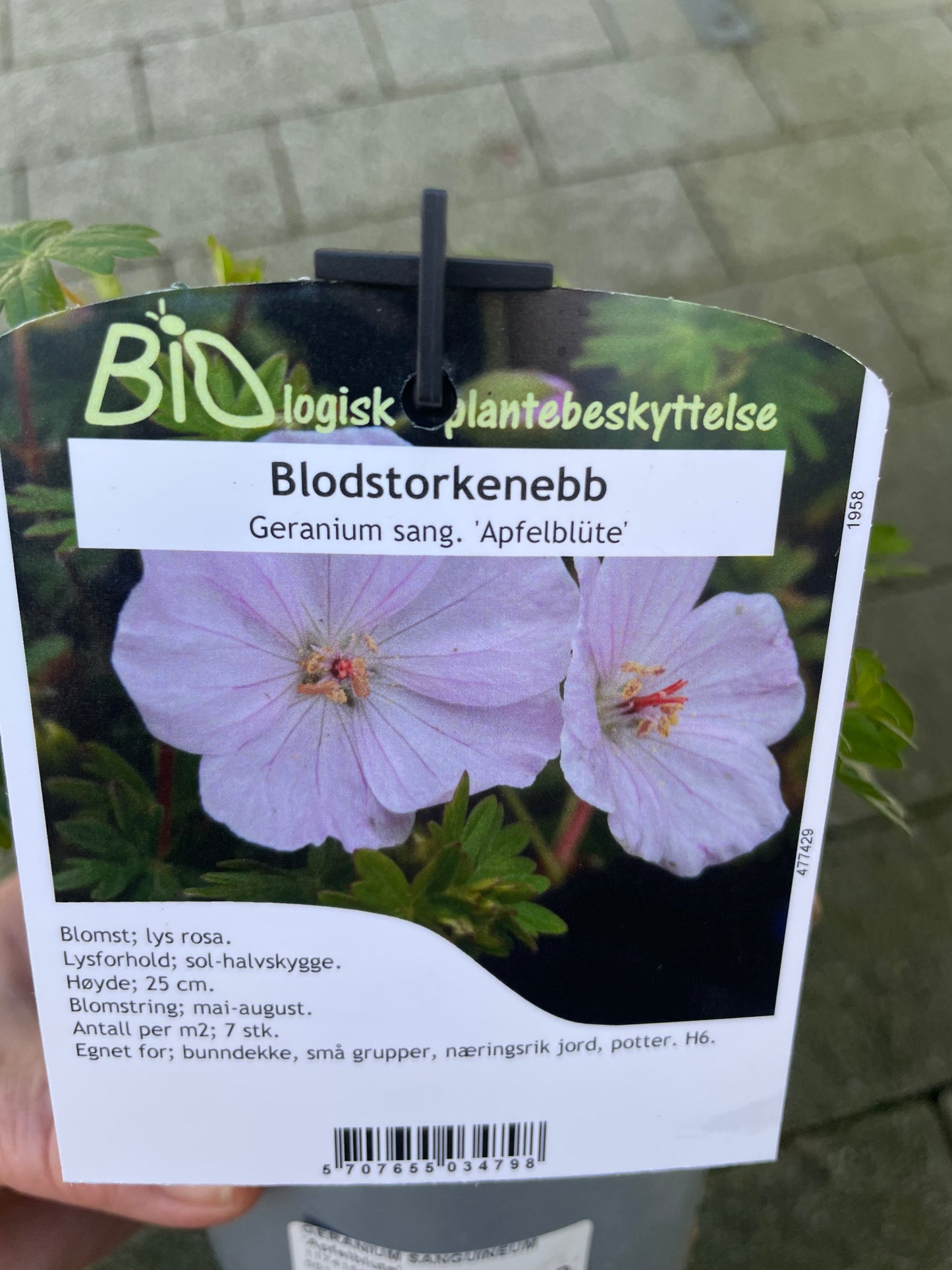Bilde av GERANIUM S. 'Apfelblüte'-Spanne Plantesalg