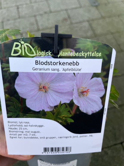 Bilde av GERANIUM S. 'Apfelblüte'-Spanne Plantesalg