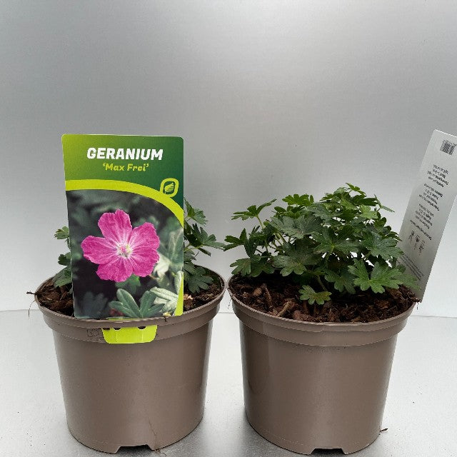 Bilde av GERANIUM SANGUINEUM MAX FREI-Spanne Plantesalg