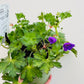 Bilde av Geranium w. ‘Rozanne’-Spanne Plantesalg