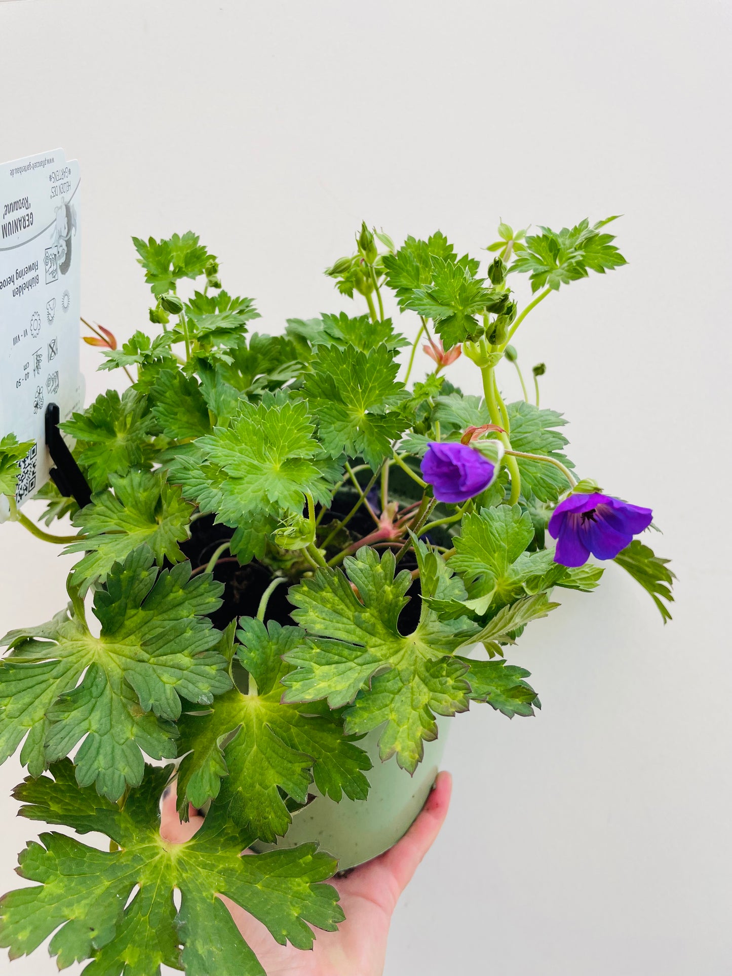 Bilde av Geranium w. ‘Rozanne’-Spanne Plantesalg