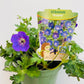 Bilde av Geranium w. ‘Rozanne’-Spanne Plantesalg