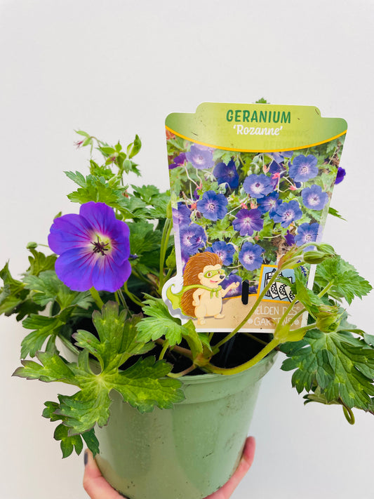 Bilde av Geranium w. ‘Rozanne’-Spanne Plantesalg