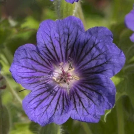 Bilde av Geranium x magnificum 'Blue blood'-Spanne Plantesalg