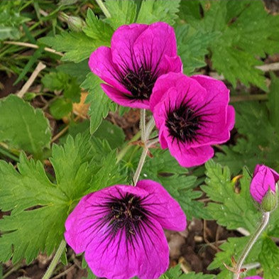 Bilde av Geranium Dragon Heart-Spanne Plantesalg