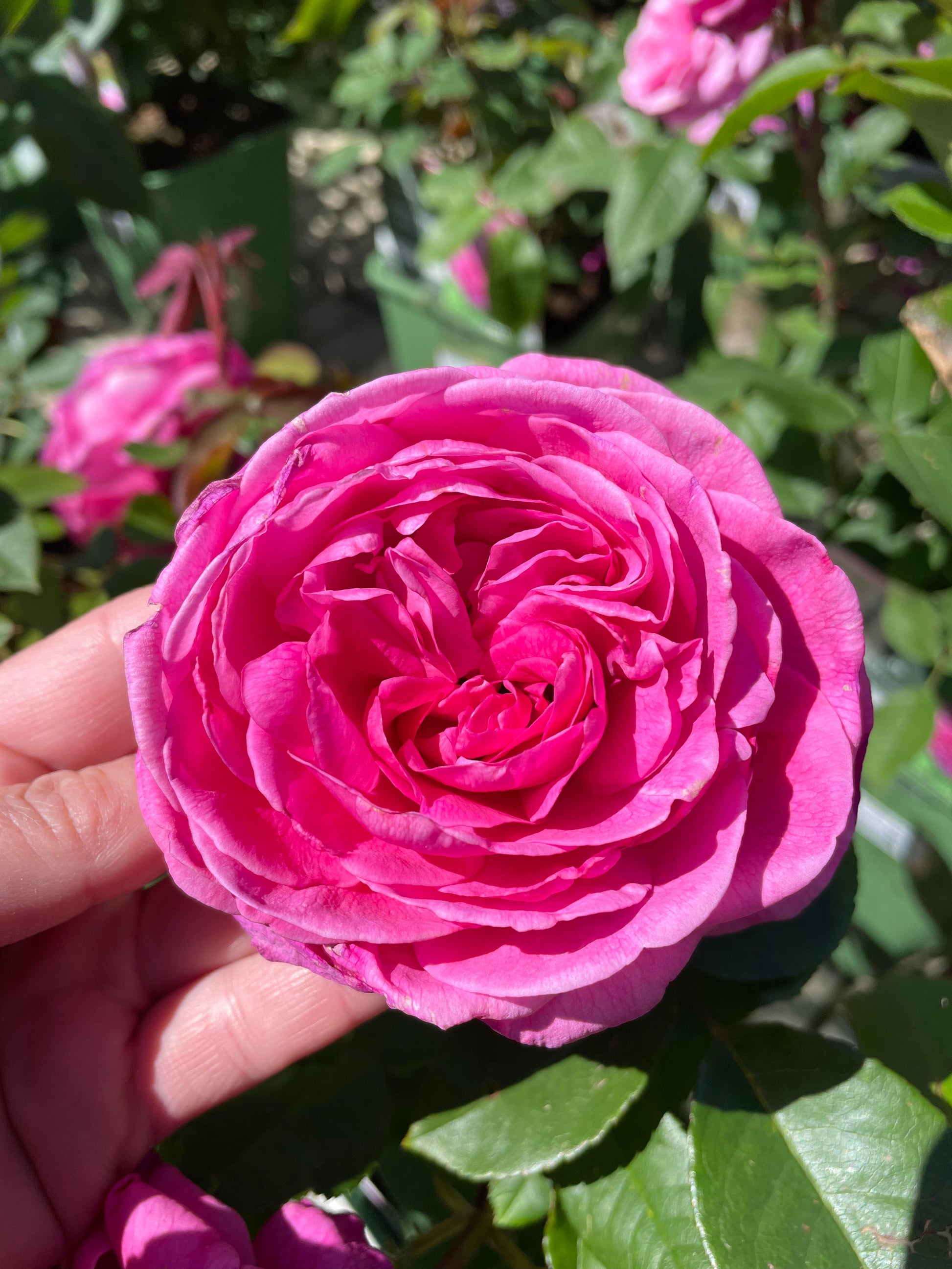 Bilde av Gertrude Jekyll, David Austin Roses-Spanne Plantesalg