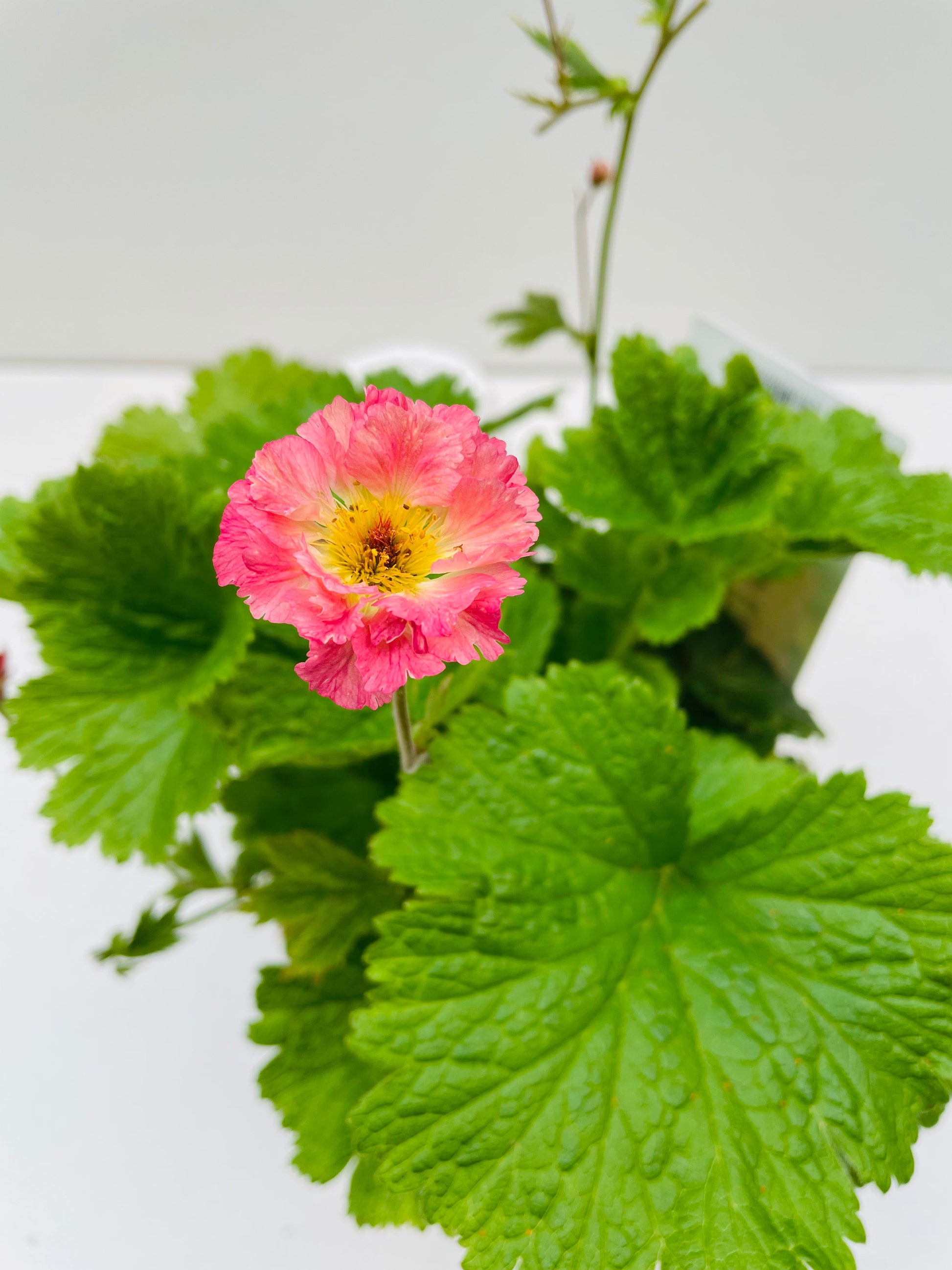 Bilde av Geum ‘Bohema Pink’ 16 cm potte-Spanne Plantesalg