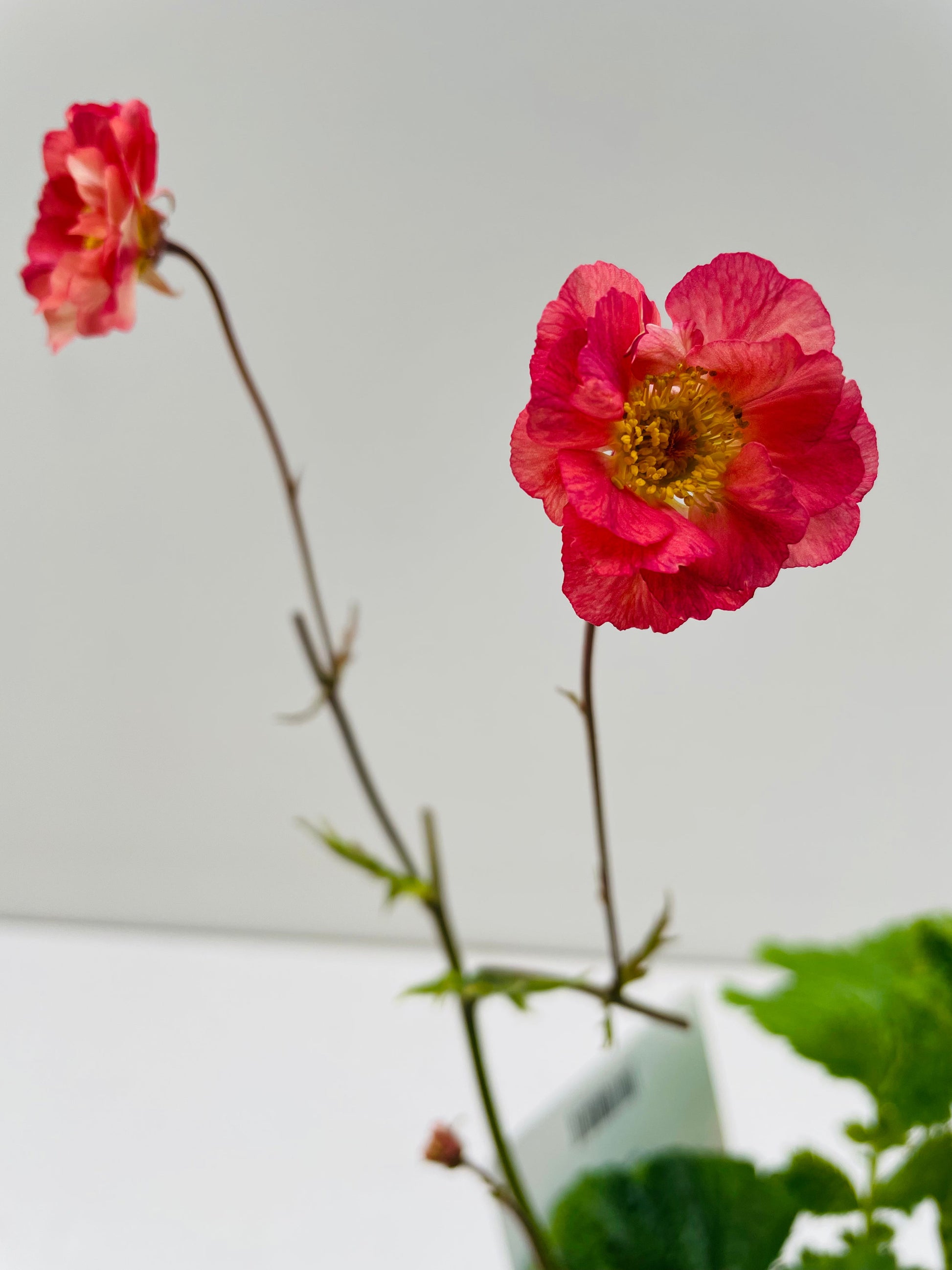 Bilde av Geum ‘Bohema Pink’ 16 cm potte-Spanne Plantesalg