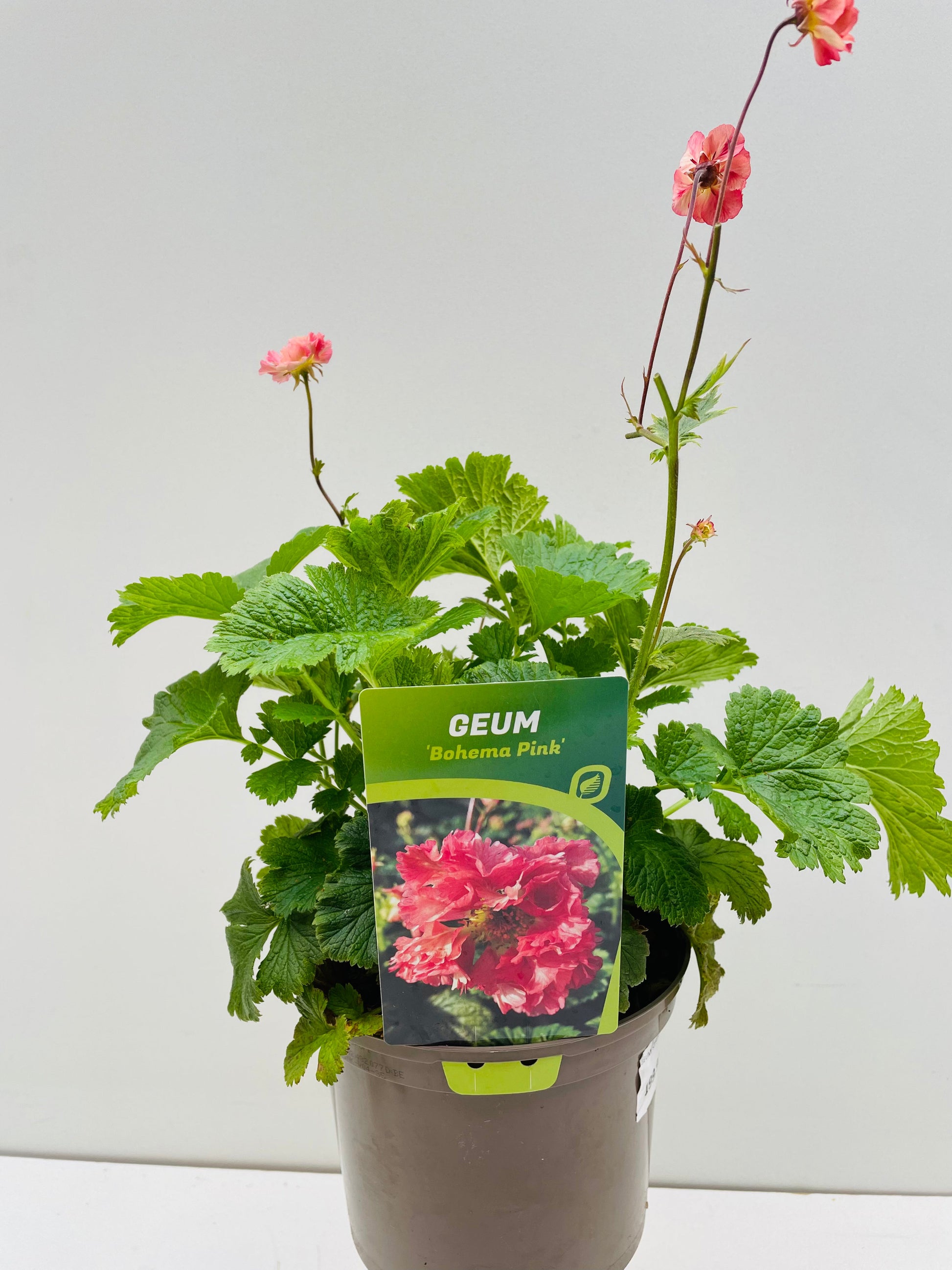 Bilde av Geum ‘Bohema Pink’ 16 cm potte-Spanne Plantesalg