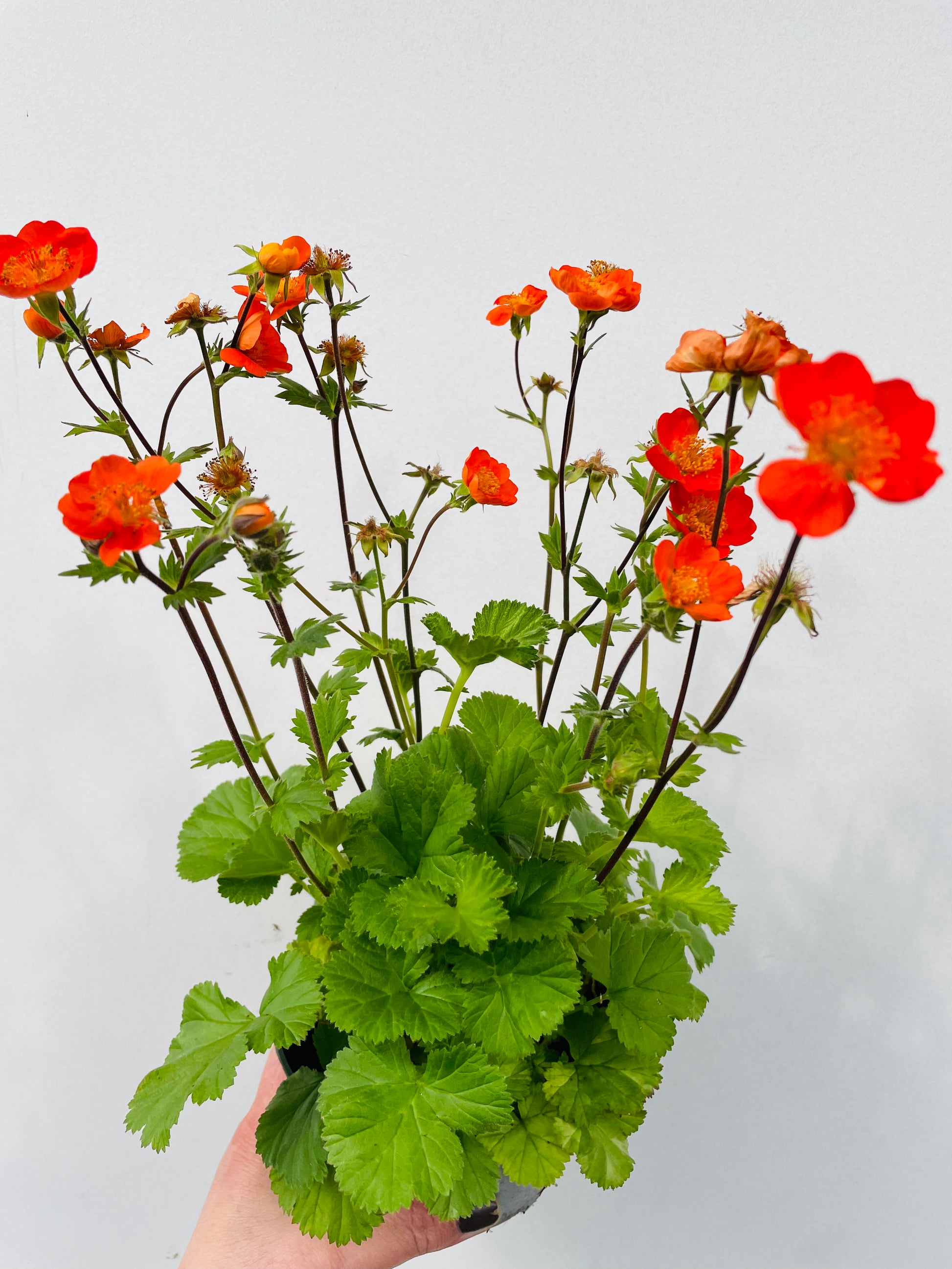 Bilde av Geum coccineum-Spanne Plantesalg