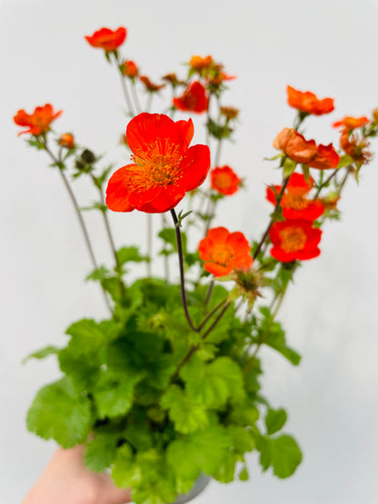 Bilde av Geum coccineum-Spanne Plantesalg