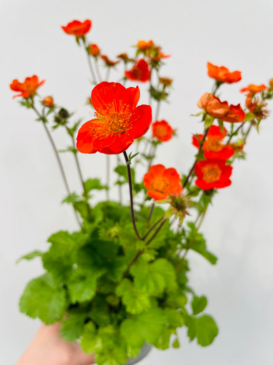 Bilde av Geum coccineum-Spanne Plantesalg