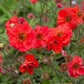 Bilde av Geum Fiery Tempest-Spanne Plantesalg
