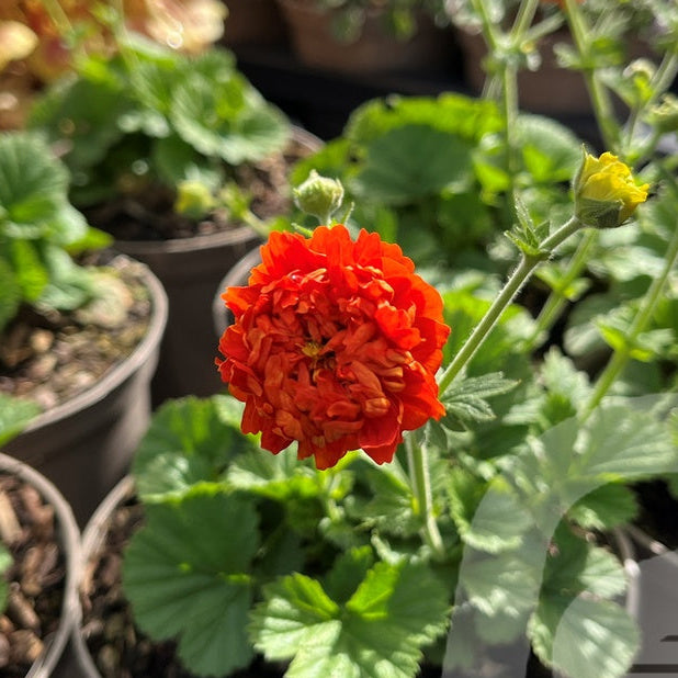 Bilde av Geum Orange Pumpkin-Spanne Plantesalg