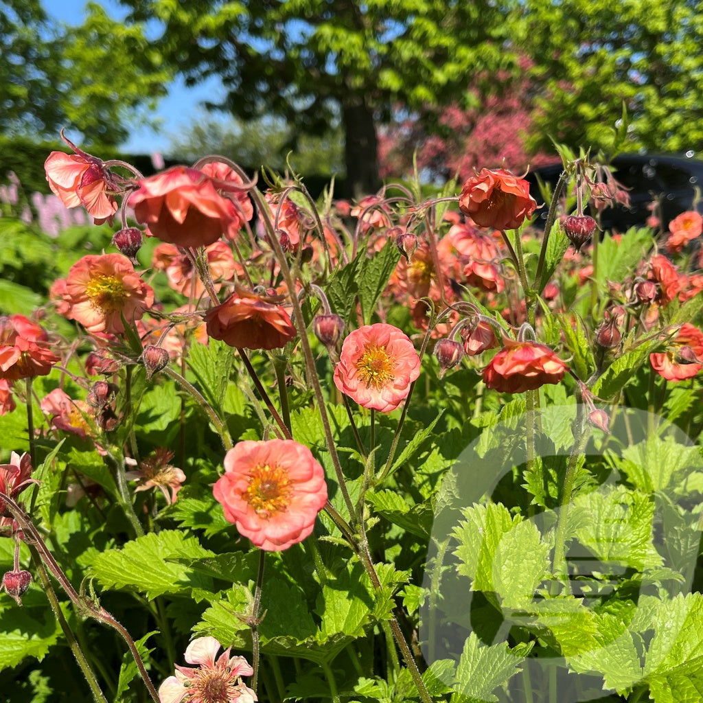 Bilde av Geum Salmon Delight®-Spanne Plantesalg