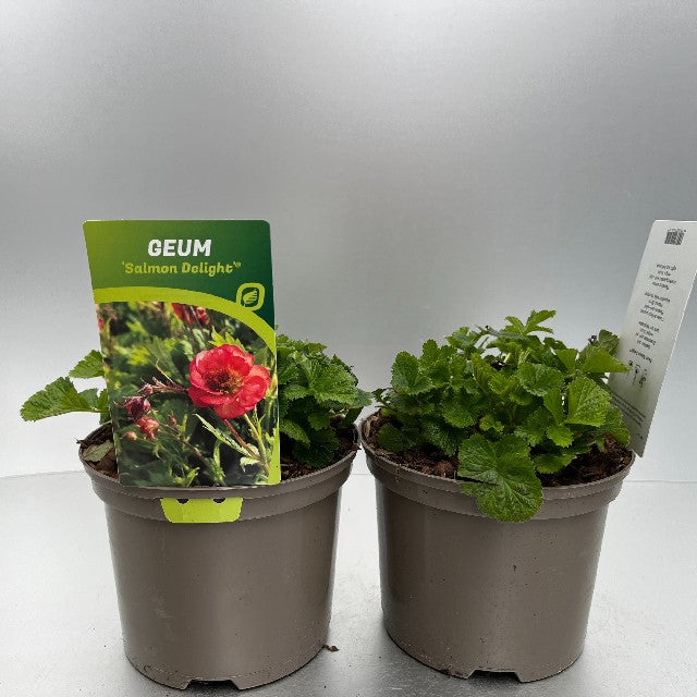 Bilde av GEUM SALMON DELIGHT®-Spanne Plantesalg