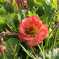 Bilde av Geum Salmon Delight®-Spanne Plantesalg