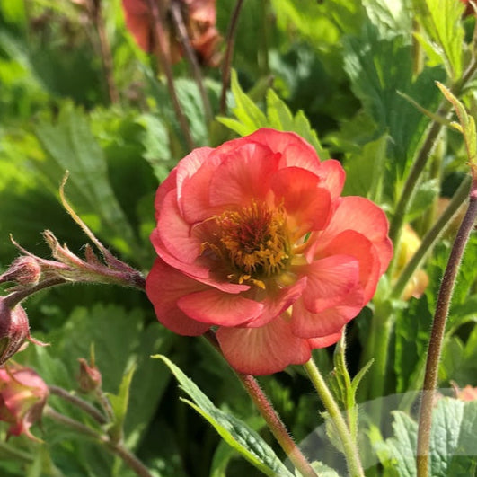 Bilde av Geum Salmon Delight®-Spanne Plantesalg