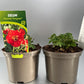 Bilde av Geum Scarlet Tempest®-Spanne Plantesalg