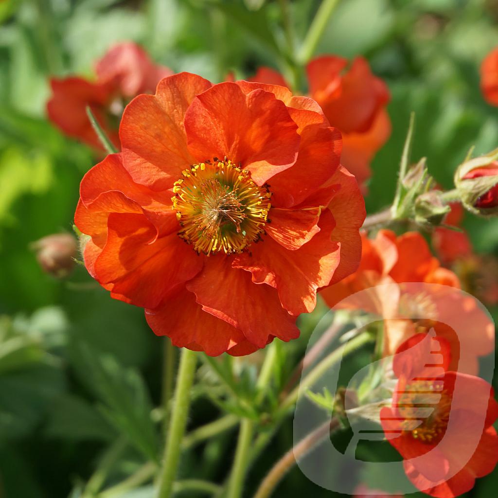 Bilde av Geum Scarlet Tempest®-Spanne Plantesalg