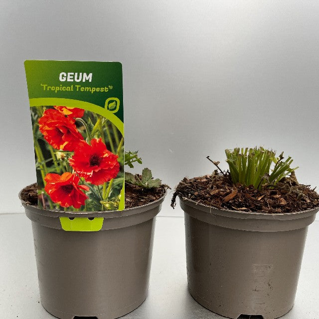 Bilde av GEUM TROPICAL TEMPEST-Spanne Plantesalg