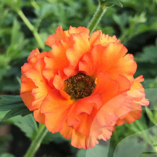 Bilde av Geum Tropical Tempest-Spanne Plantesalg
