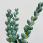 Bilde av Gibbaeum petrense-Spanne Plantesalg