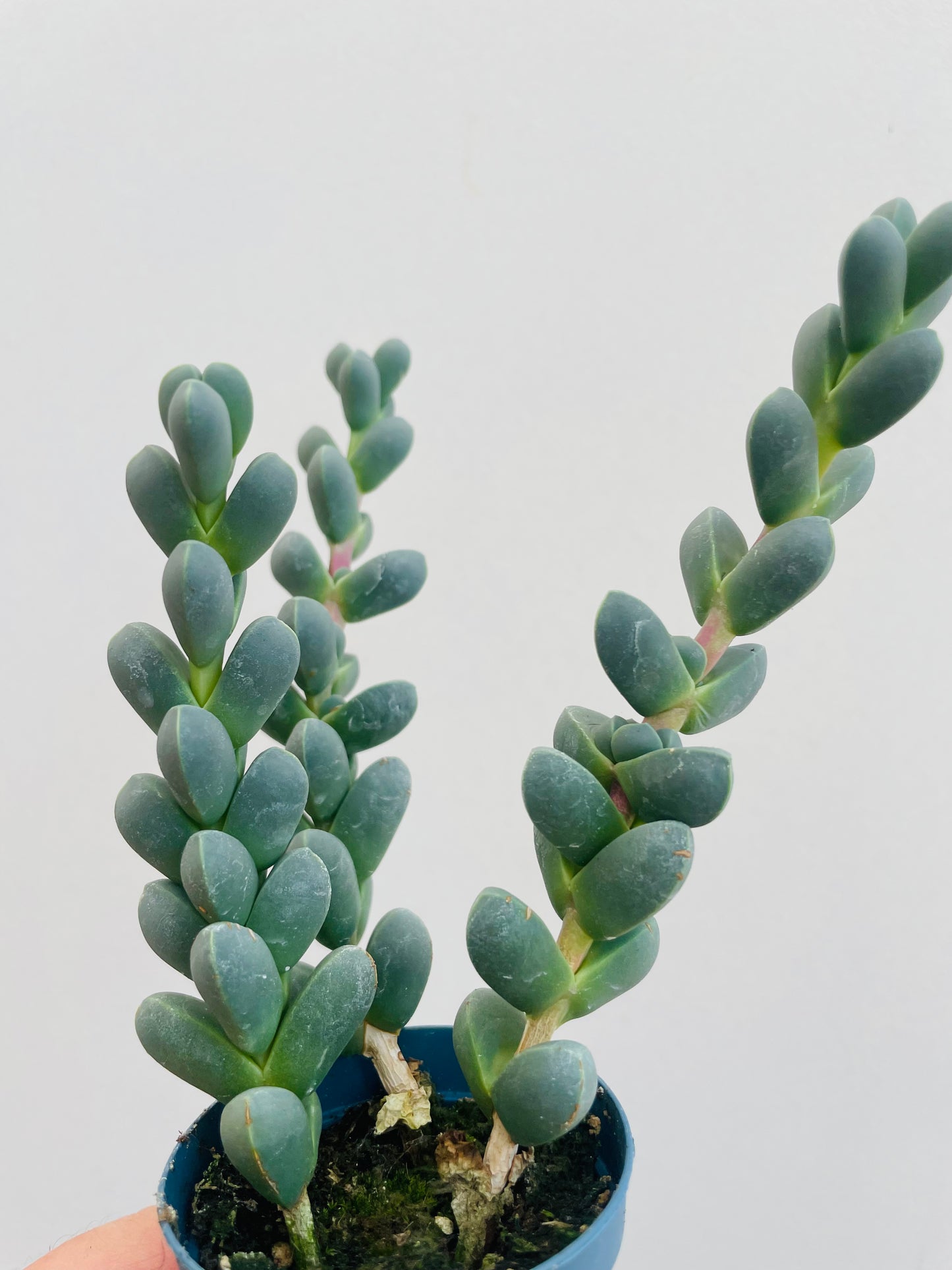 Bilde av Gibbaeum petrense-Spanne Plantesalg