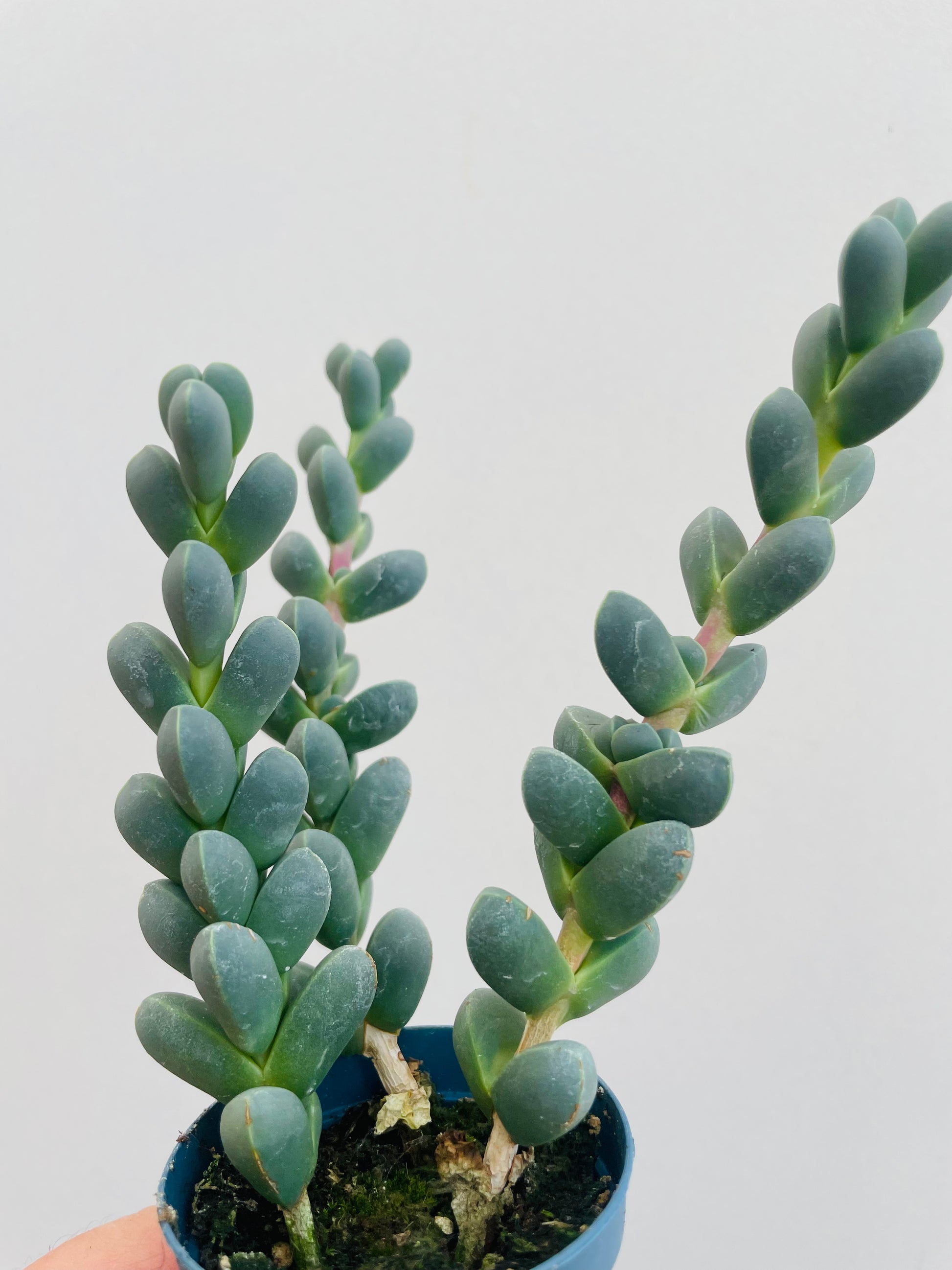 Bilde av Gibbaeum petrense-Spanne Plantesalg
