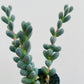 Bilde av Gibbaeum petrense-Spanne Plantesalg