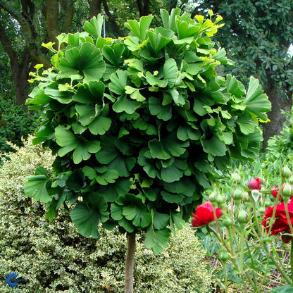 Bilde av Ginkgo biloba 'Mariken' 60cm stamme-Spanne Plantesalg