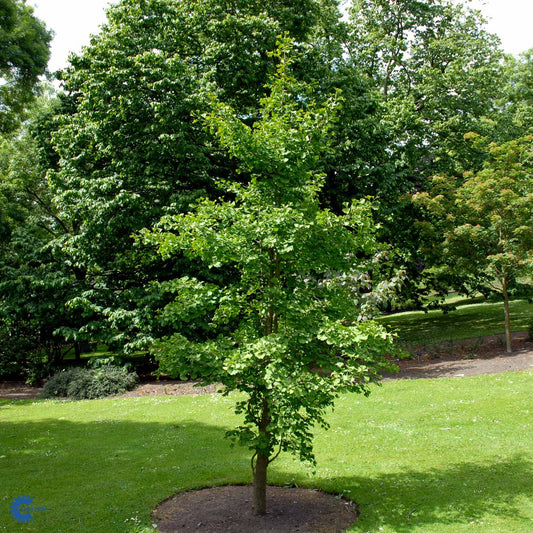 Bilde av Ginkgo biloba-Spanne Plantesalg