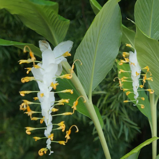 Bilde av Globba winitii 'White Dragon'-Spanne Plantesalg