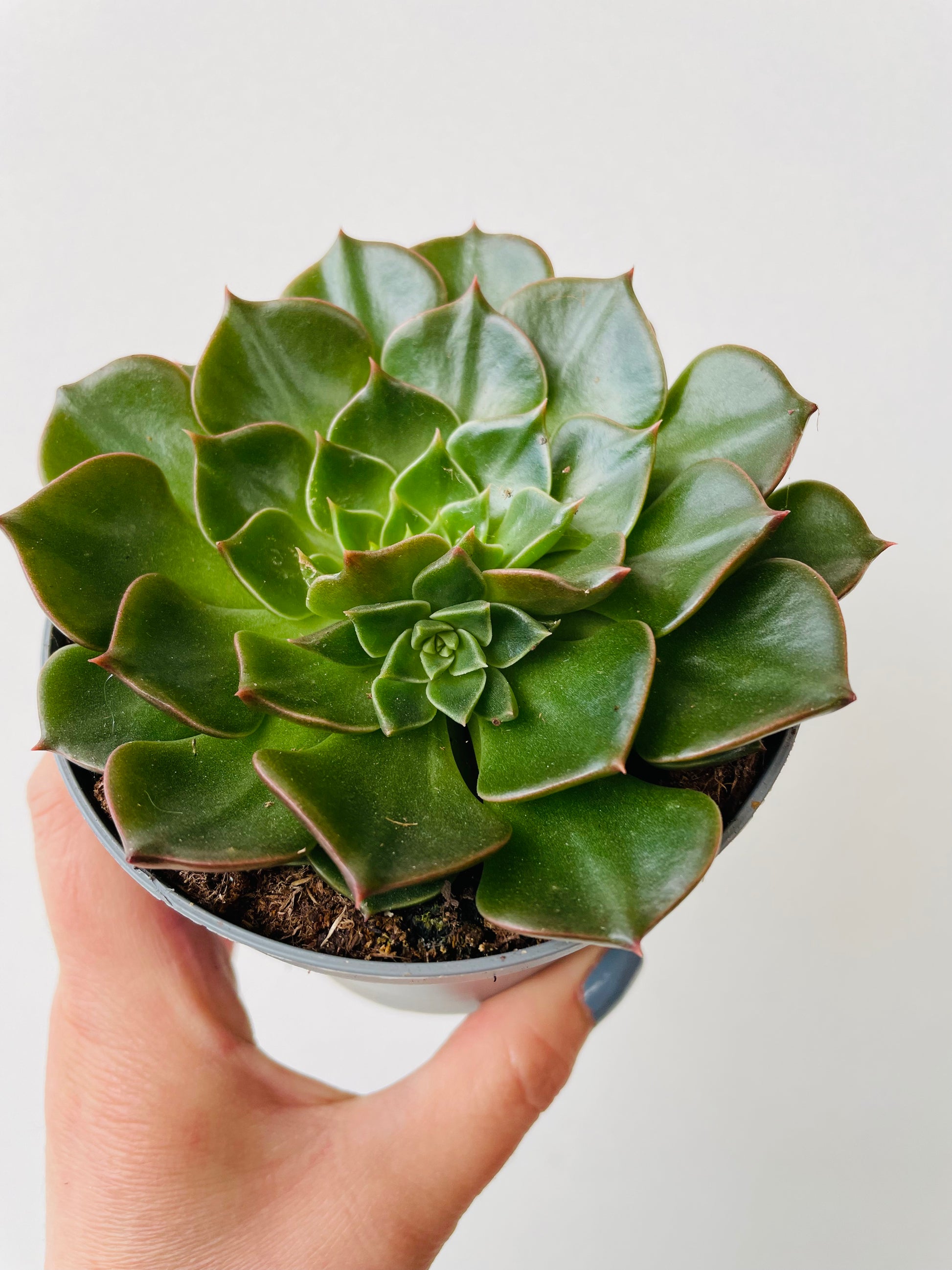 Bilde av Graptopetalum bellum-Spanne Plantesalg