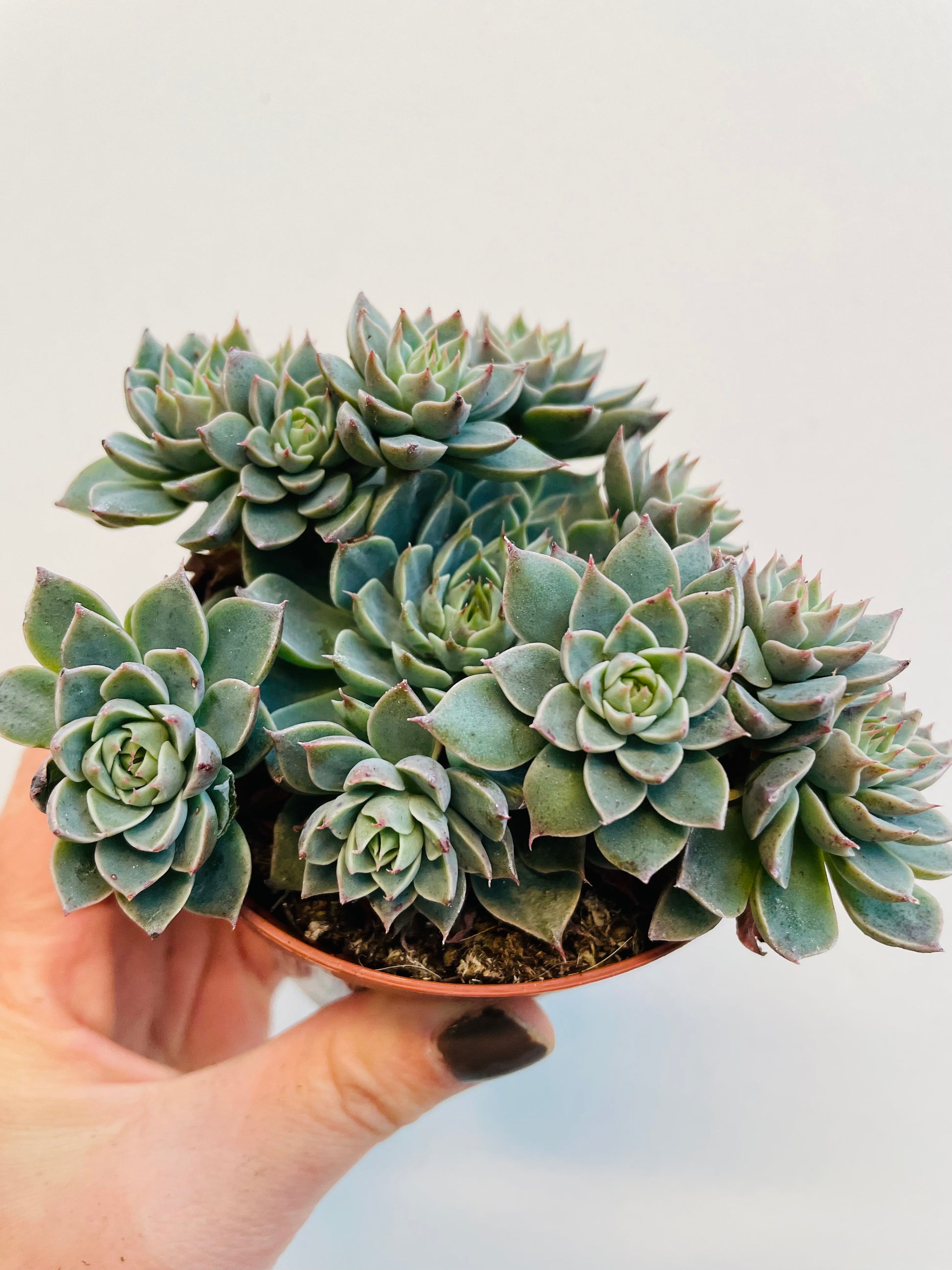Bilde av Graptopetalum rusbyi-Spanne Plantesalg