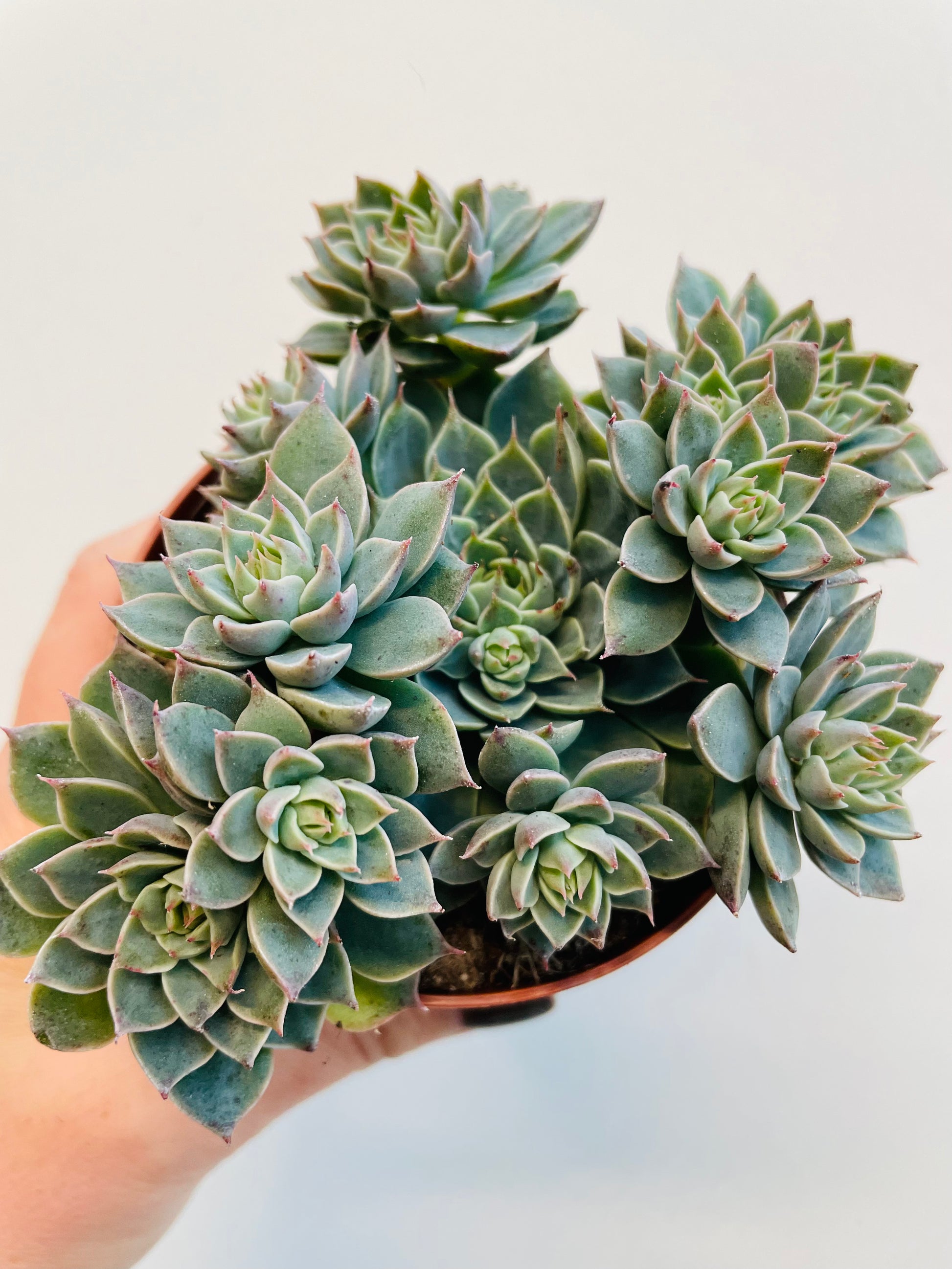 Bilde av Graptopetalum rusbyi-Spanne Plantesalg