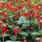 Bilde av Spigelia marilandica 'Little Redhead'-Spanne Plantesalg